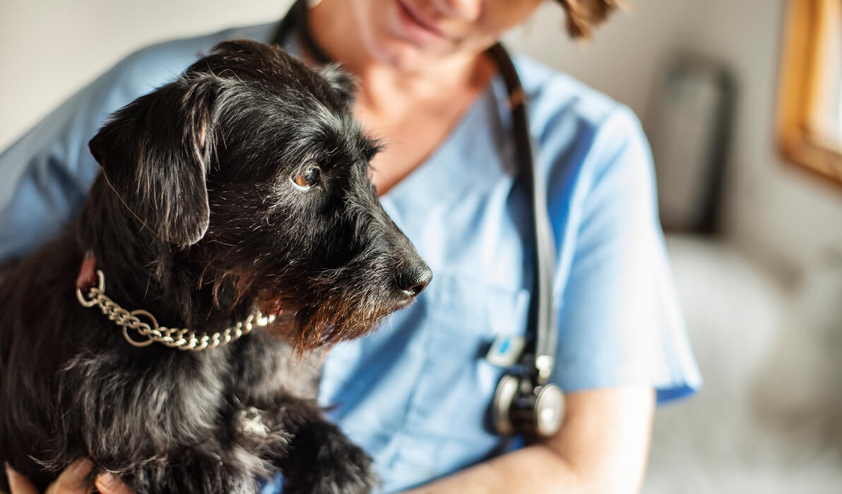 Little black dog being held by a vet