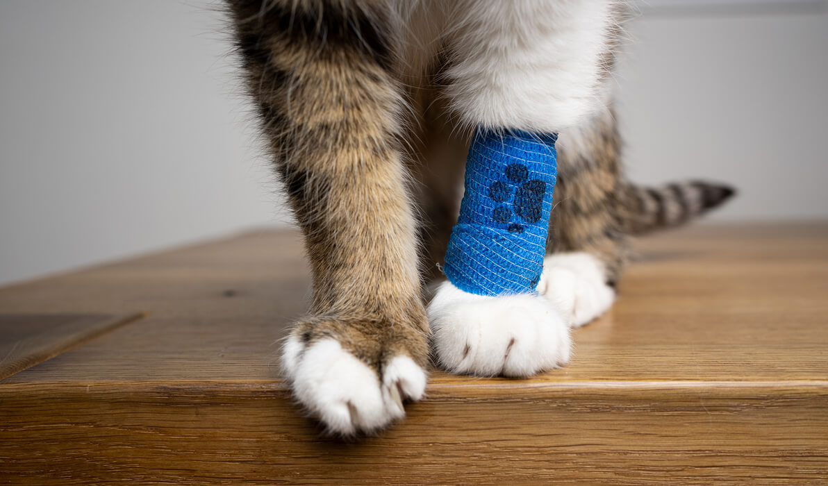 Cat's paws with one of them bandaged