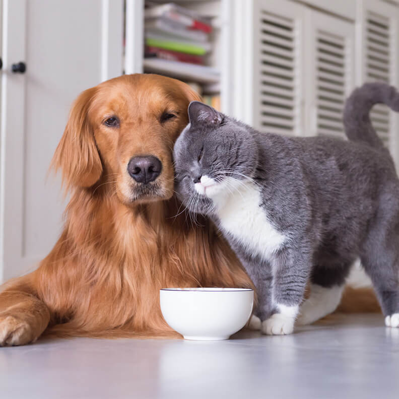 Cat rubbing it's head against a dog's head